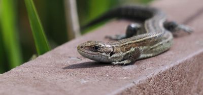 Common Lizard, Flanders Moss NNR