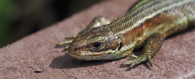 Common Lizard, Flanders Moss NNR