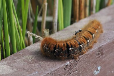 Caterpillar, Flanders Moss NNR