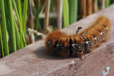Caterpillar, Flanders Moss NNR