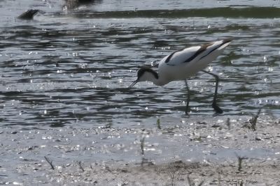 Avocet, RSPB Baron's Haugh