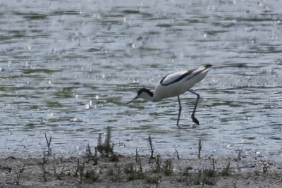 Avocet, RSPB Baron's Haugh