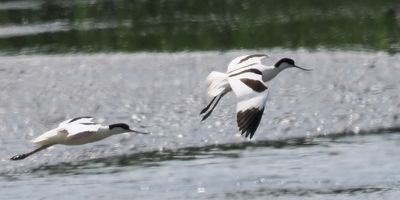 Avocet, RSPB Baron's Haugh