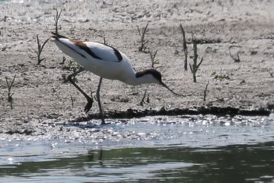 Avocet, RSPB Baron's Haugh