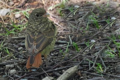 Redstart (juvenile), RSPB Inversnaid