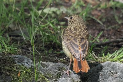 Redstart (juvenile), RSPB Inversnaid