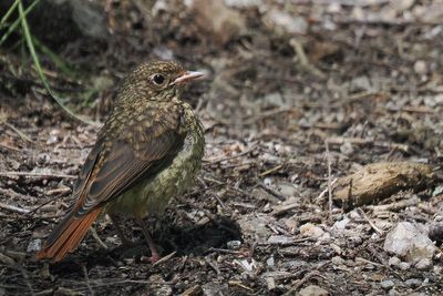 Redstart (juvenile), RSPB Inversnaid