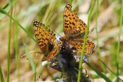 Small Pearl-bordered Fritillary, Douglas West