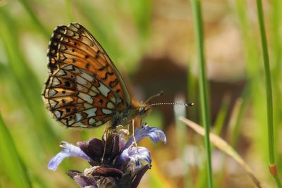 Small Pearl-bordered Fritillary, Douglas West