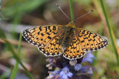 Small Pearl-bordered Fritillary, Douglas West