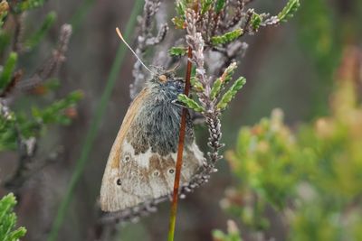 Large Heath, Blairbeich Plantation-Gartocharn