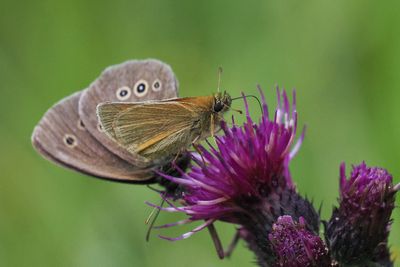 Small Skipper, Douglas West