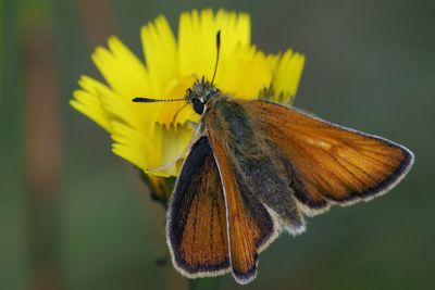 Small Skipper, Douglas West