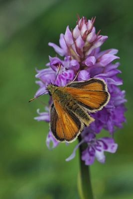 Small Skipper, Douglas West