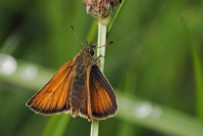 Small Skipper, Douglas West