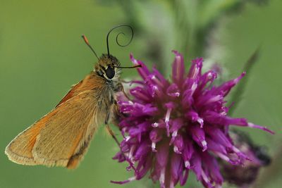Small Skipper, Douglas West