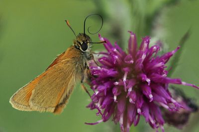 Small Skipper, Douglas West