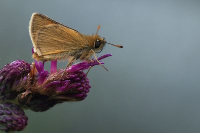 Small Skipper, Douglas West