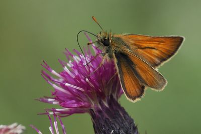 Small Skipper, Douglas West