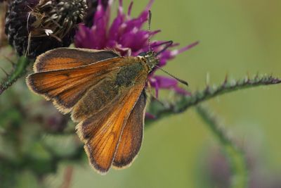 Small Skipper, Douglas West