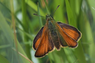 Small Skipper, Douglas West
