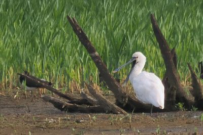 Spoonbill, RSPB Baron's Haugh