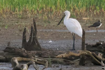 Spoonbill, RSPB Baron's Haugh