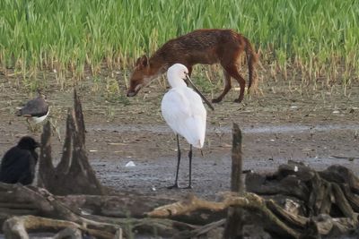 Spoonbill, RSPB Baron's Haugh