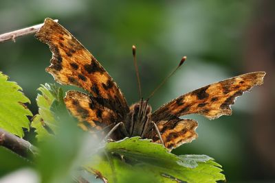 Comma, RSPB Baron's Haugh