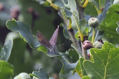 Purple Hairstreak, Easter Braes