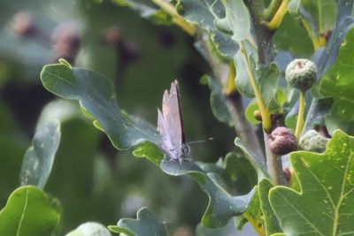 Purple Hairstreak, Easter Braes