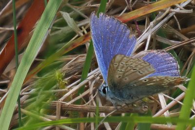 Common Blue, Douglas West
