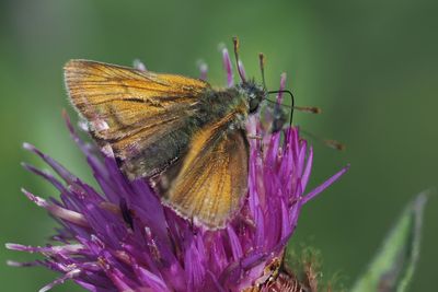 Small Skipper, Douglas West