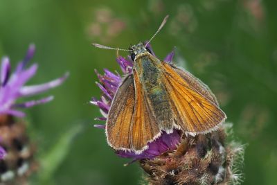 Small Skipper, Douglas West