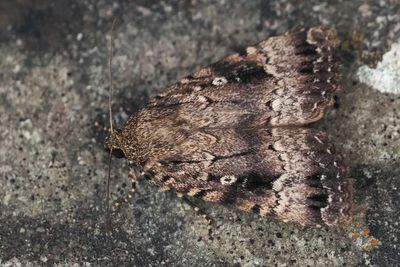 Copper Underwing, Baillieston-Glasgow