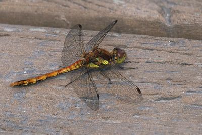 Common Darter, RSPB Loch Lomond