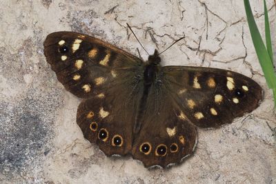 Speckled Wood, RSPB Loch Lomond