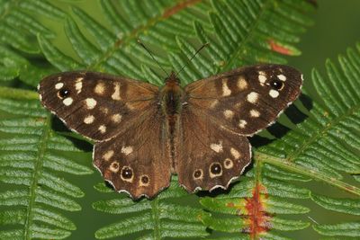 Speckled Wood, RSPB Loch Lomond