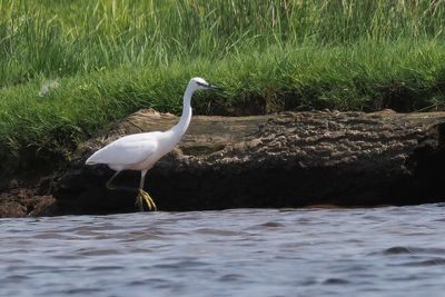 Little Egret, Endrick Water