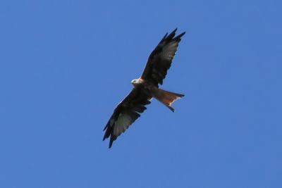 Red Kite, Glen Douglas