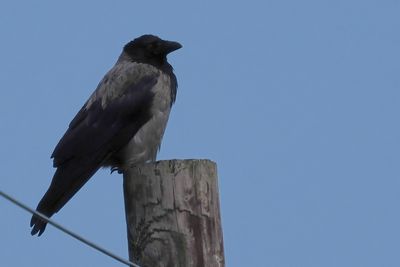 Hoodie (or hybrid) Crow, Glen Douglas
