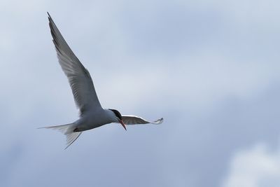 Common Tern, Elie harbour, Fife