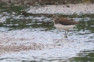 Green Sandpiper, RSPB Baron's Haugh