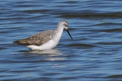 Marsh Sandpiper, Musselburgh, Lothian