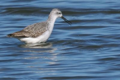 Marsh Sandpiper, Musselburgh, Lothian