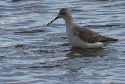 Marsh Sandpiper