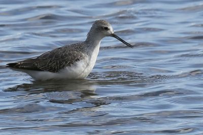 Marsh Sandpiper