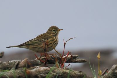 Meadow Pipit, RSPB Loch Lomond