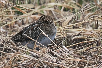 Snipe, RSPB Loch Lomond