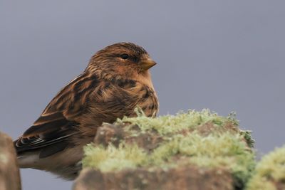 Twite, Sumburgh Head
